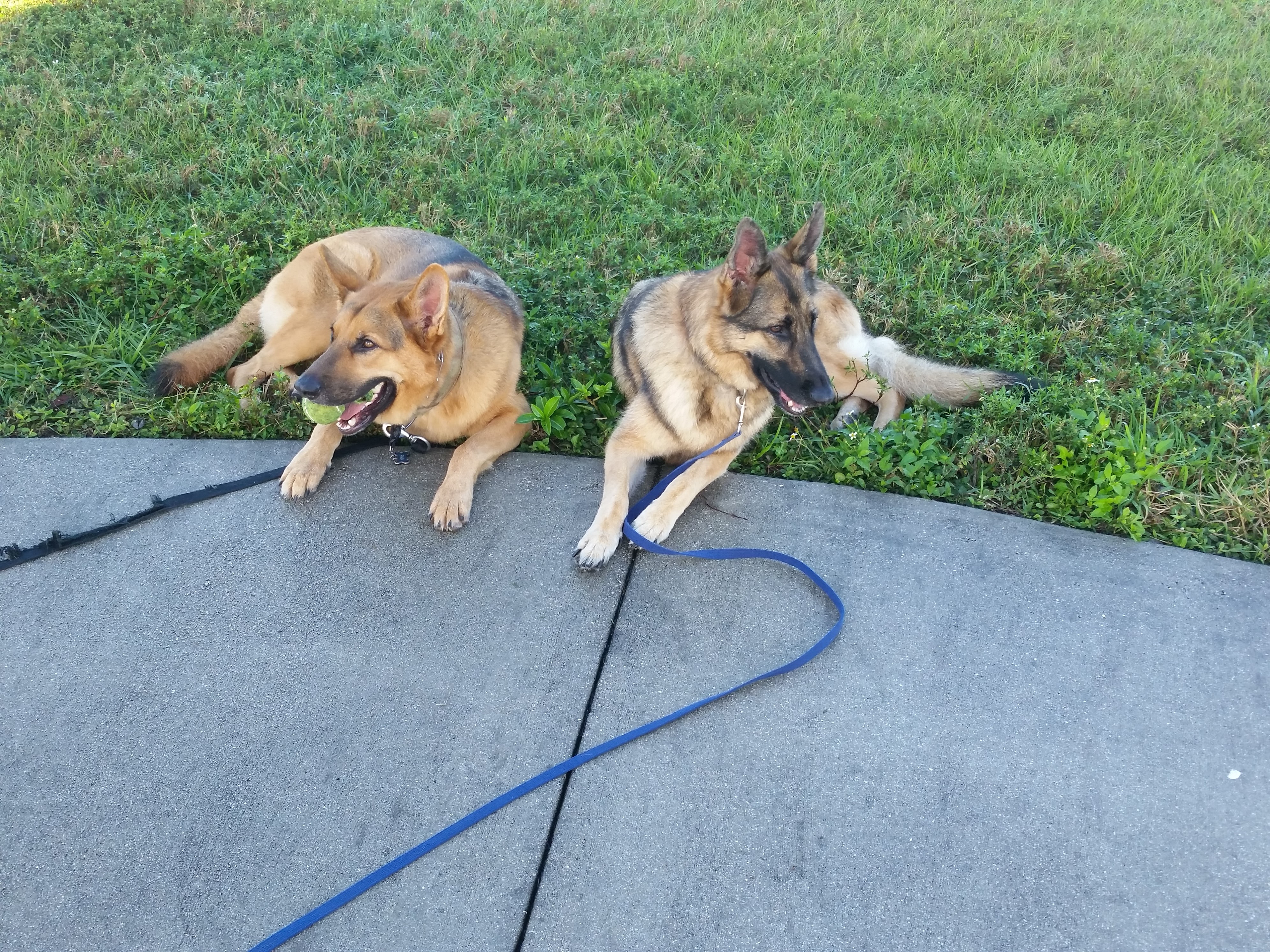 Coco and king at the Tamarac park