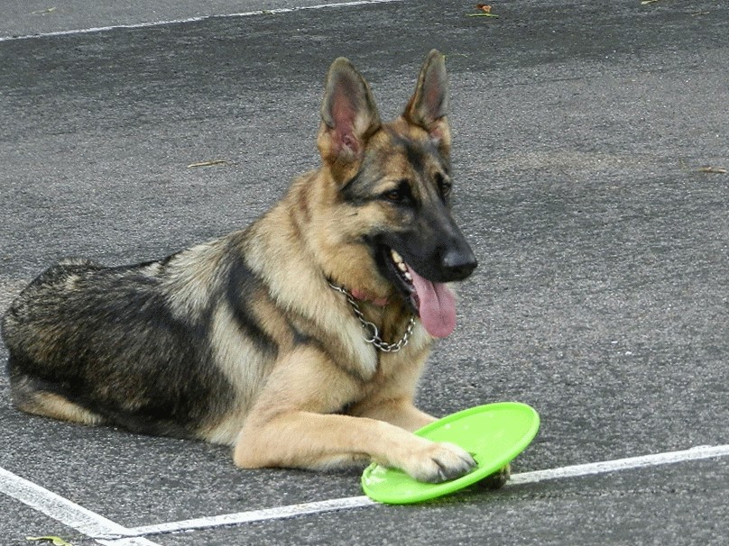 2013 Coco at Schenectady Dog Park
