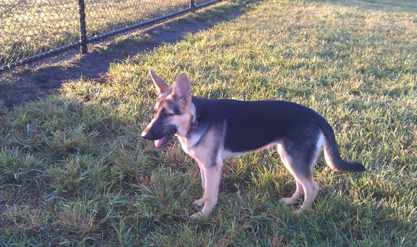 Coco's new friend Leila a 4 month old GSD